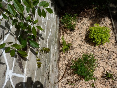 Spirée, potentilles, fougères...