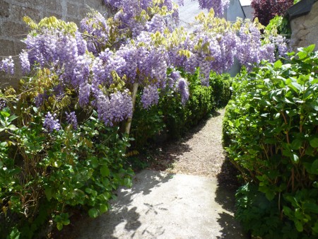 L'entrée avec la splendide glycine