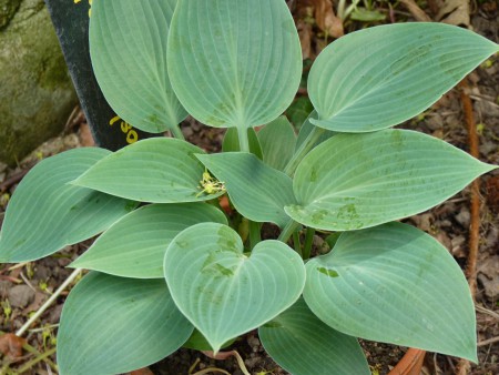 Hosta x tardiana
