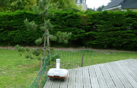 Un conifère qui mérite mieux