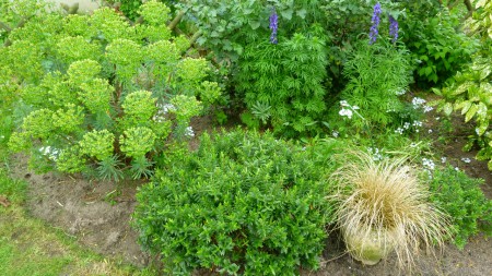 Euphorbe, lupins, véroniques, carex...