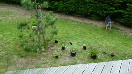 Placement avant plantation